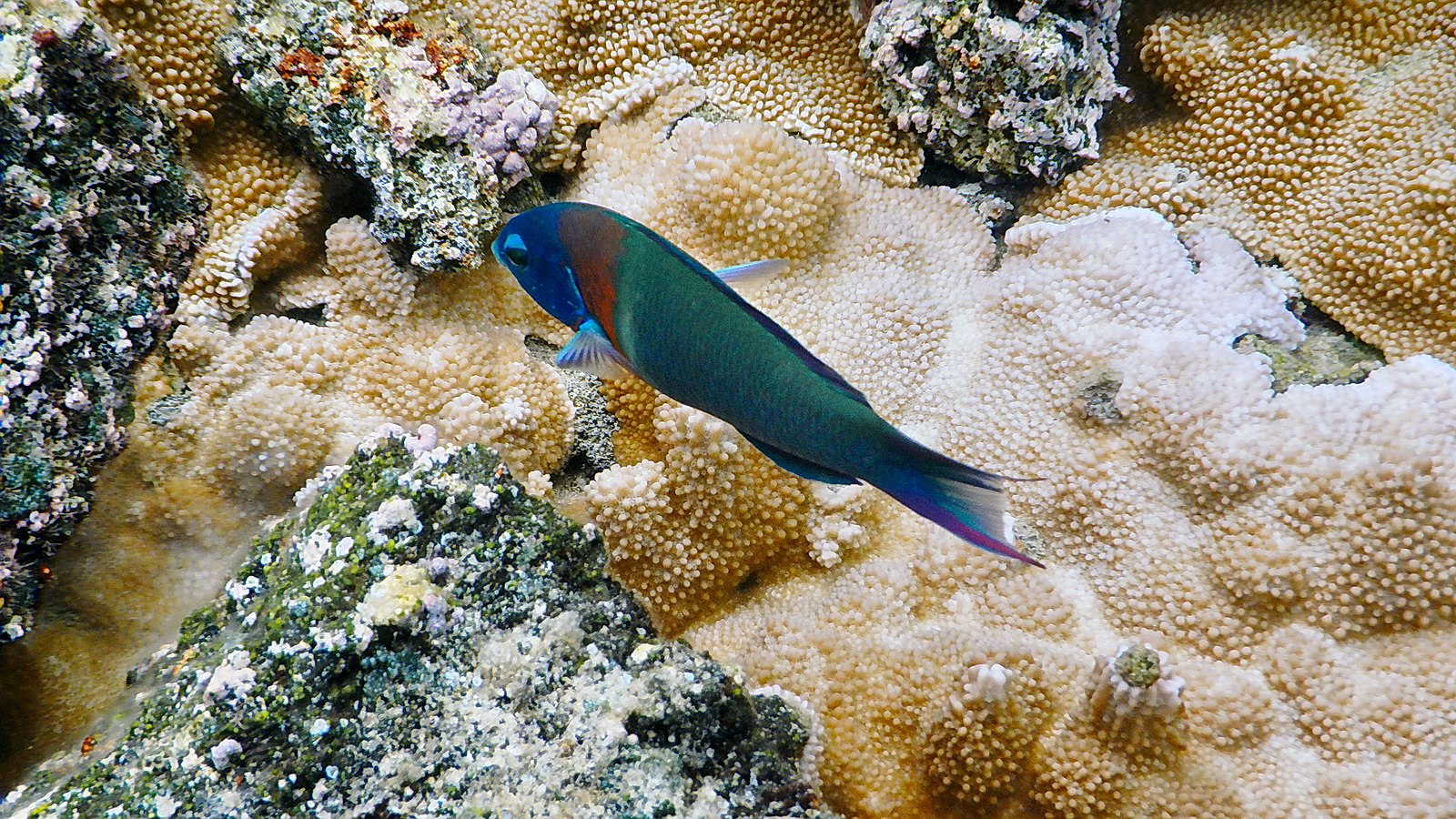 Kapoho_Tide_Pools,_Waiopae,_Pahoa_(503828)_(21295081641)